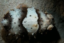 20010620_Mangrove_Bay_Nacht_0027